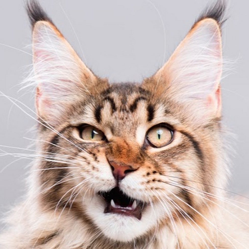 Meet your Posher, Patty